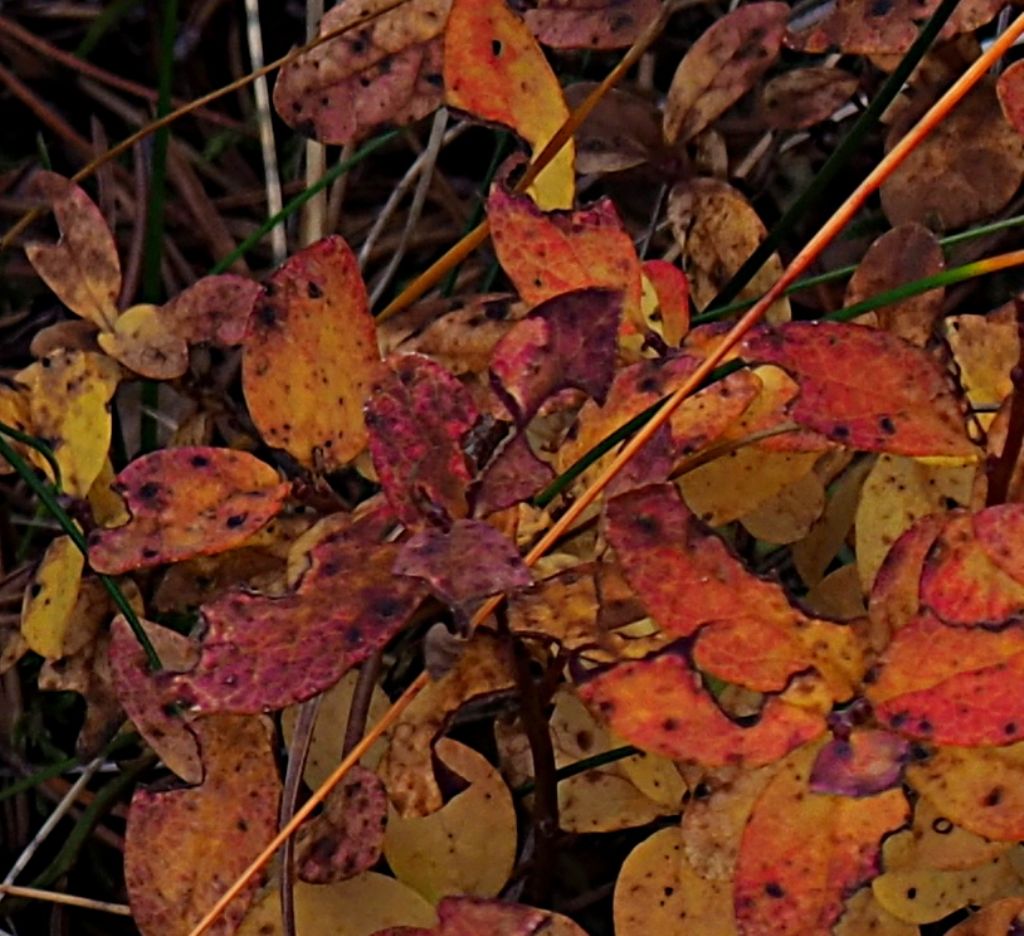 Arbusto da determinare